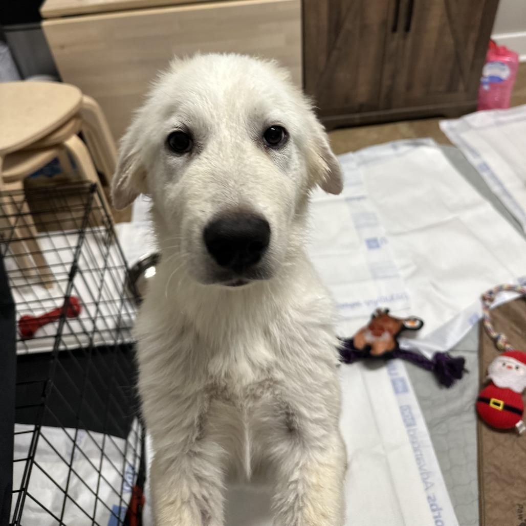 Enlarge Whicket, a Adoptable Great Pyrenees in San Antonio, TX image 4/6
