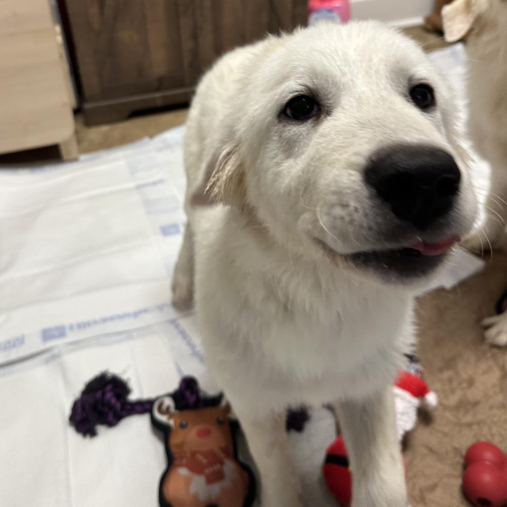 Enlarge Whicket, a Adoptable Great Pyrenees in San Antonio, TX image 5/6