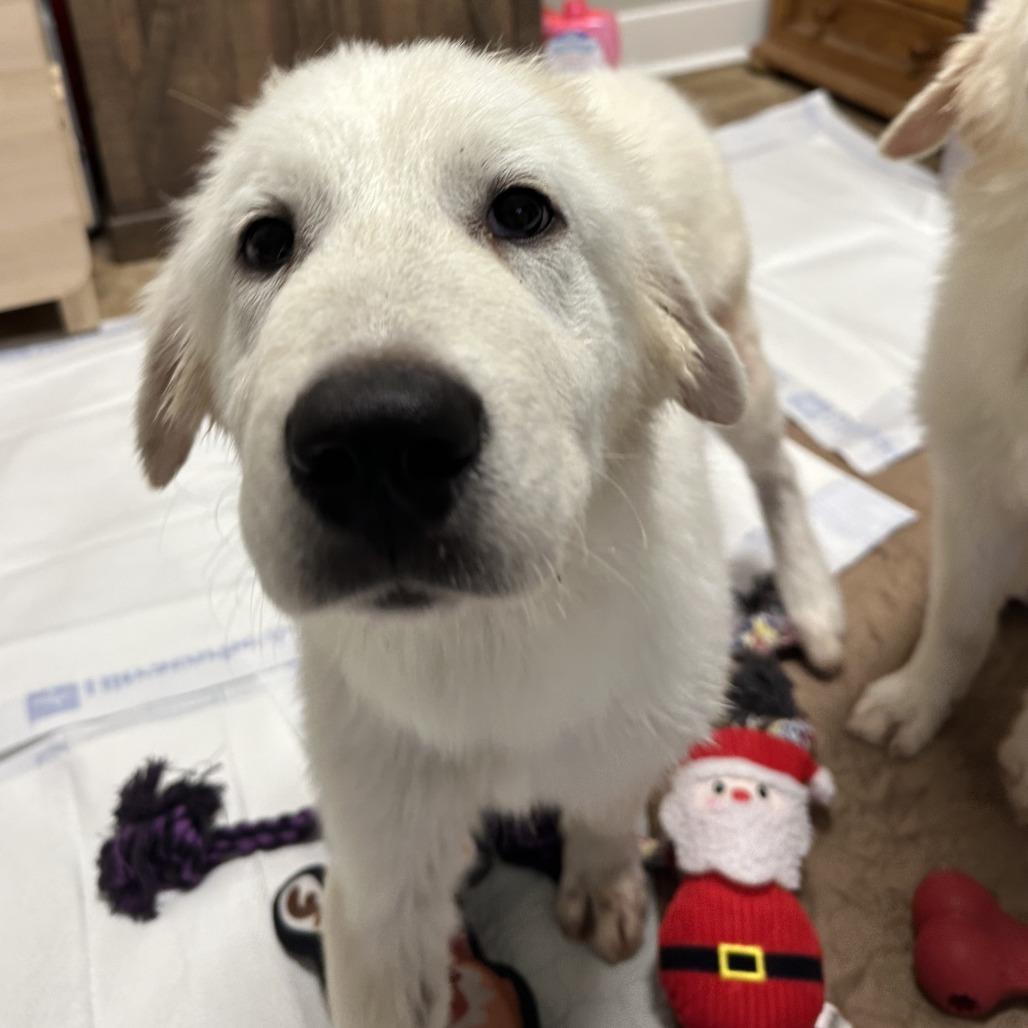 Enlarge Whicket, a Adoptable Great Pyrenees in San Antonio, TX image 6/6