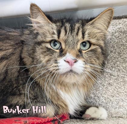 Enlarge Bunker Hill, a Adoptable mixed breed in Mason, MI image 1/1