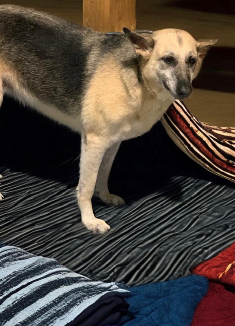 Enlarge ANNIE, a Adoptable German Shepherd Dog in Owensboro, KY image 7/11