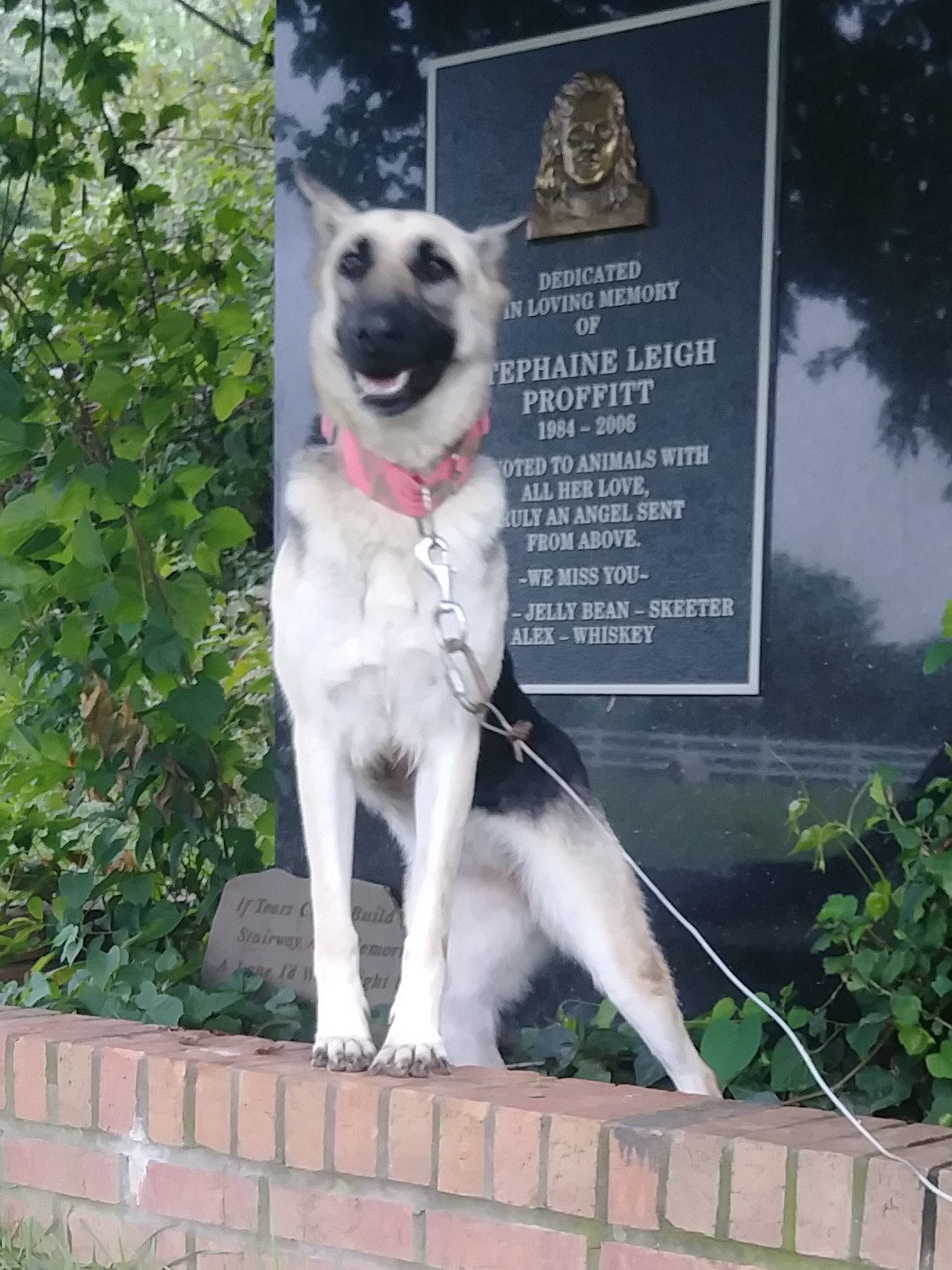 Enlarge ANNIE, a Adoptable German Shepherd Dog in Owensboro, KY image 11/11