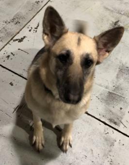 ANNIE, a Adoptable German Shepherd Dog in Owensboro, KY image 1/11