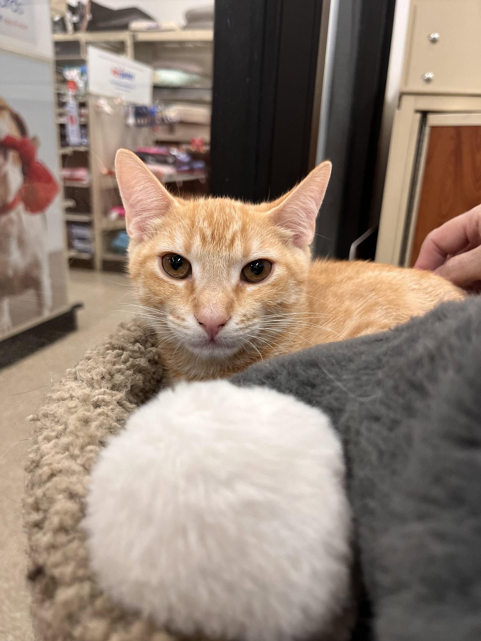 Beans, Adopted, Young Male Domestic Short Hair.