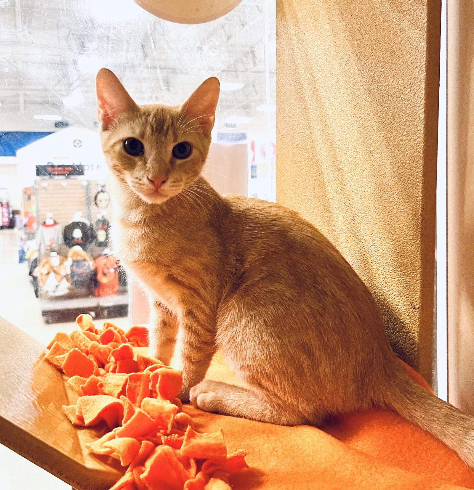 Enlarge Beans, a Adopted Domestic Short Hair in Scottsdale, AZ image 2/3