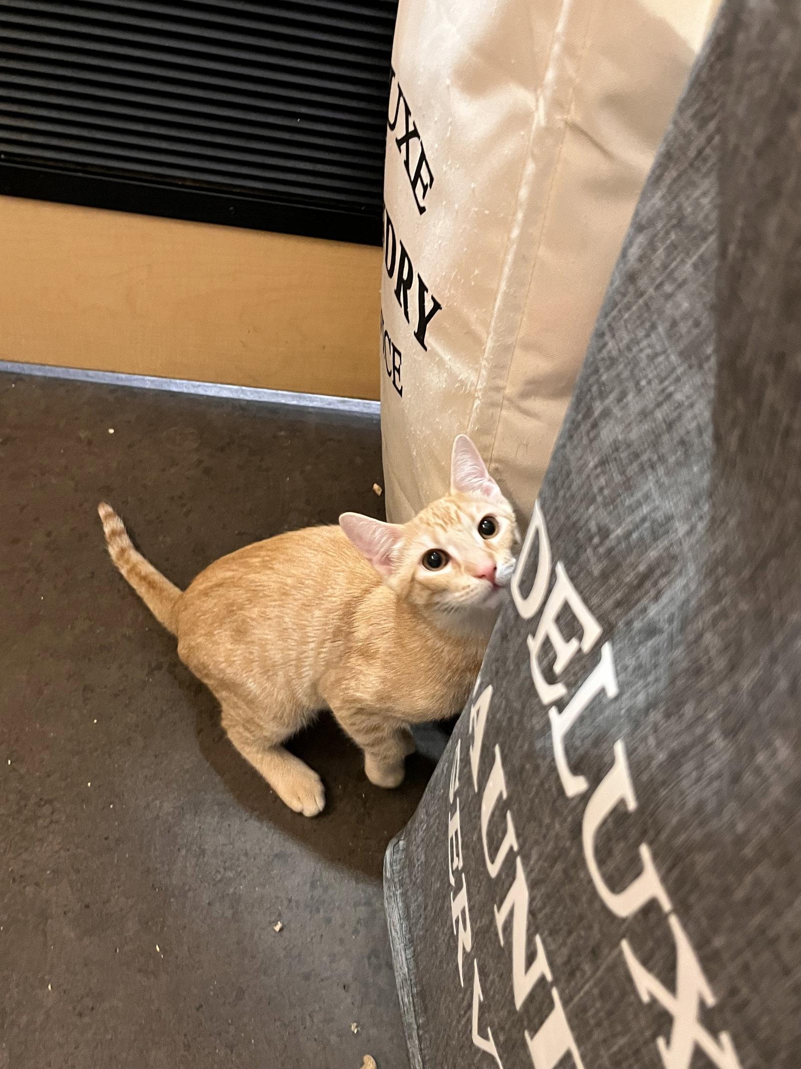 Enlarge Beans, a Adopted Domestic Short Hair in Scottsdale, AZ image 3/3