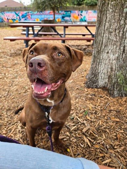 Enlarge Zumba, a Adoptable mixed breed in Gainesville, FL image 1/2