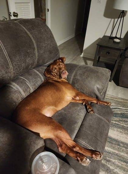 Zumba, Adoptable, Adult Female Labrador Retriever & Mixed Breed.