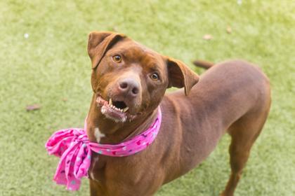 Enlarge Zumba, a Adoptable mixed breed in Gainesville, FL image 2/2
