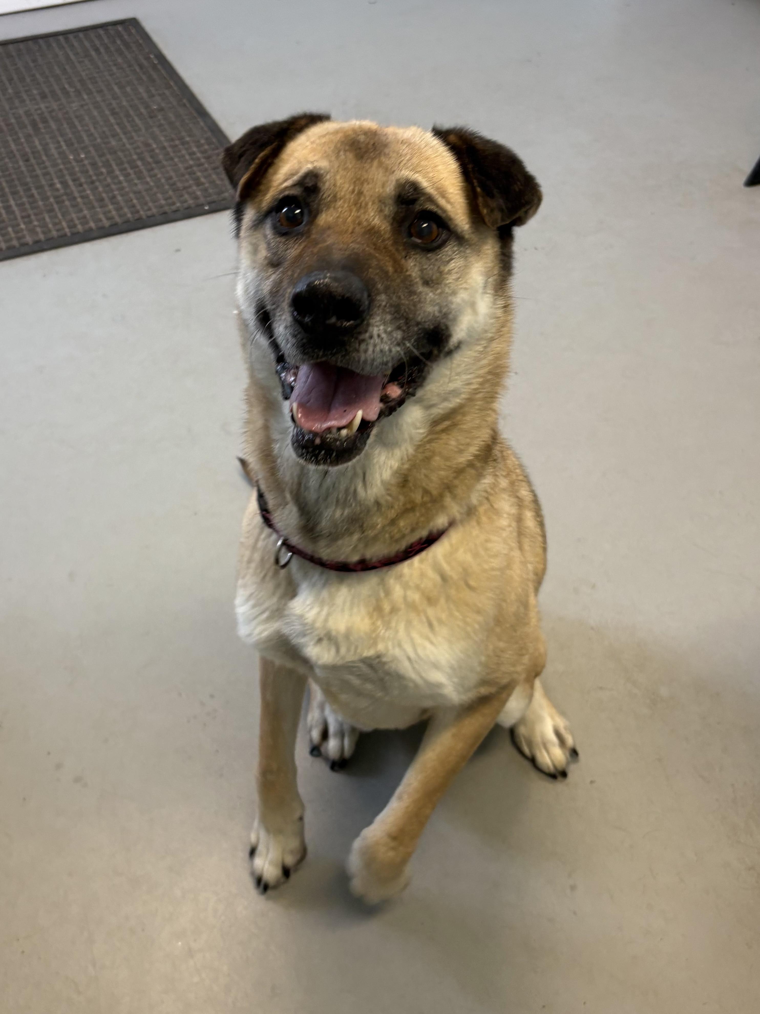 Ivy, ADOPTABLE, Senior Female Shepherd.