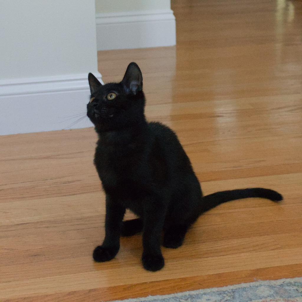Enlarge Niko (Naraku), a Adoptable mixed breed in Lunenburg, MA image 1/1