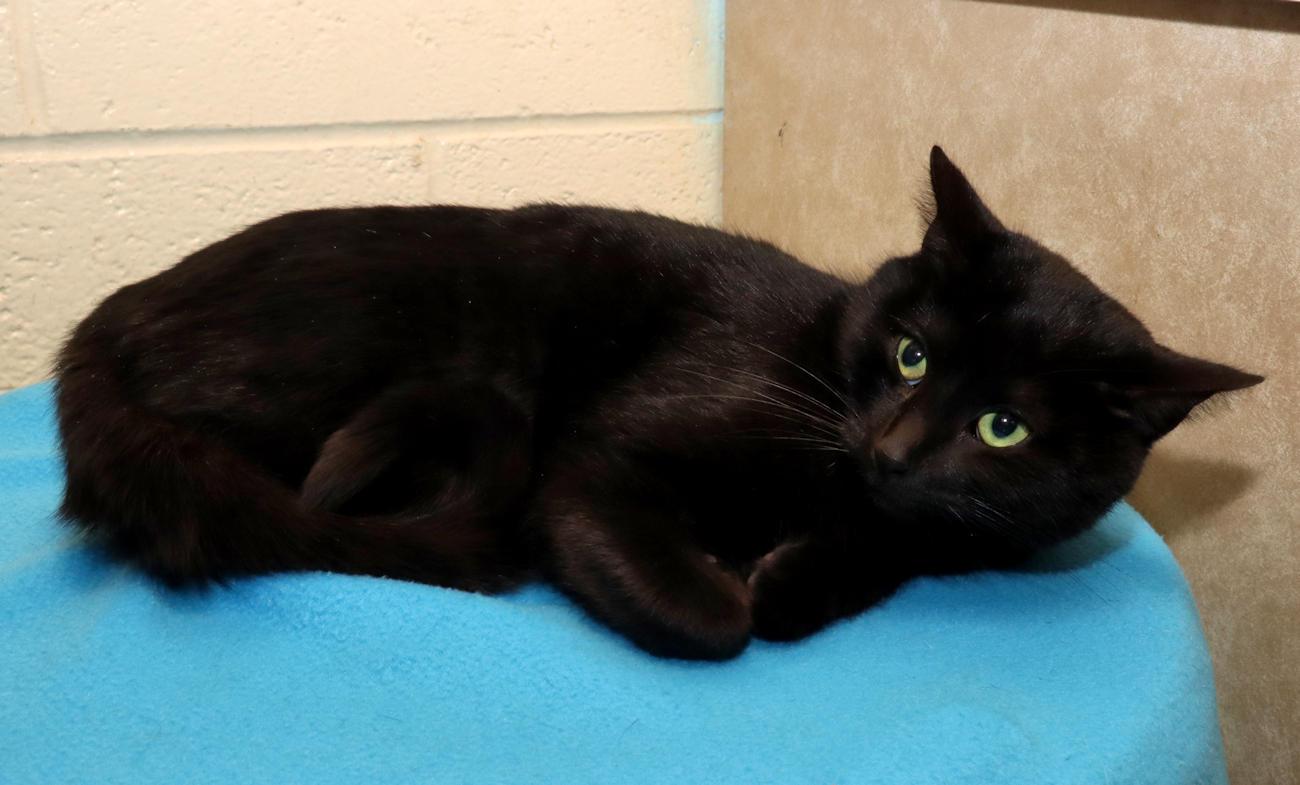 Enlarge Jasmine, an adopted Domestic Short Hair in Euclid, OH image 3/5