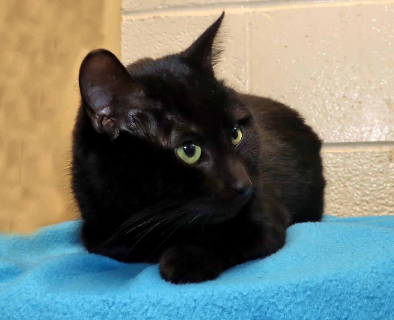Enlarge Jasmine, an adopted Domestic Short Hair in Euclid, OH image 5/5