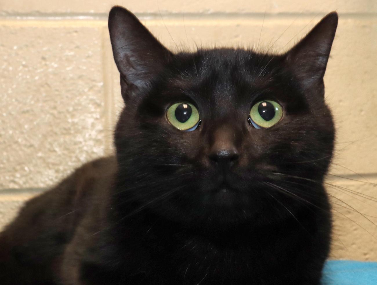 Jasmine, adopted, Young Female Domestic Short Hair.