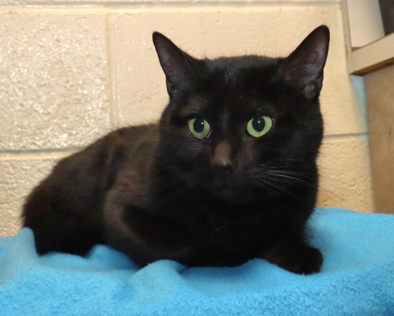 Enlarge Jasmine, an adopted Domestic Short Hair in Euclid, OH image 4/5