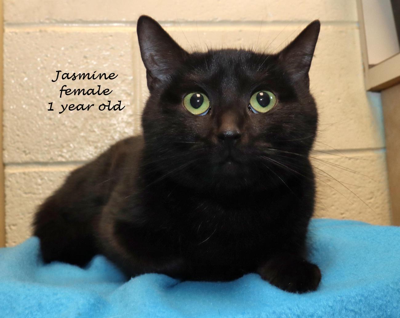 Enlarge Jasmine, an adopted Domestic Short Hair in Euclid, OH image 2/5