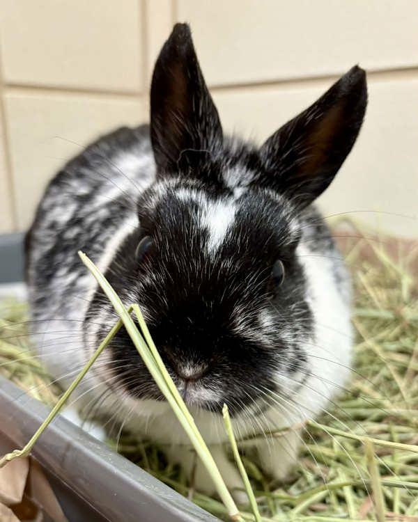 Checkers, Adoptable, Adult Female Netherland Dwarf.