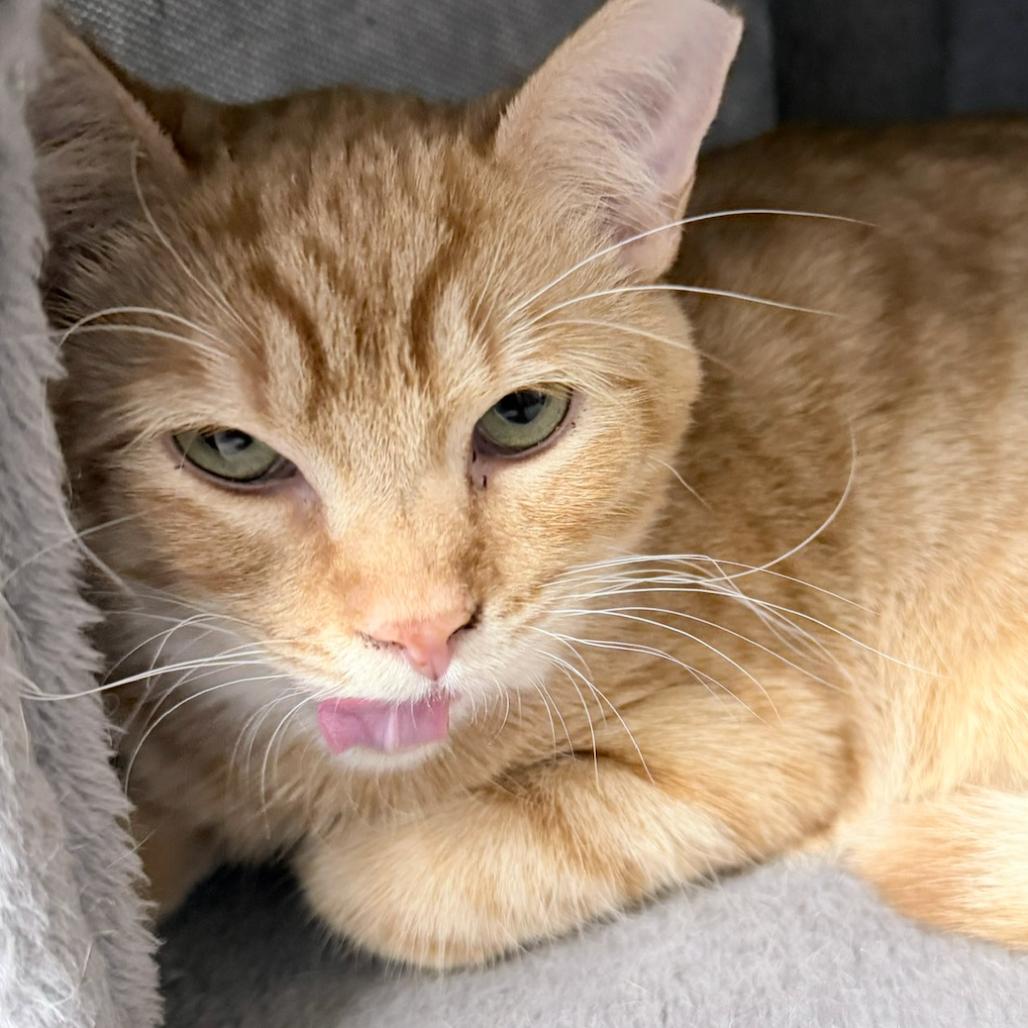 Enlarge Barry C007561, a Adoptable Domestic Short Hair in Prosper, TX image 1/2