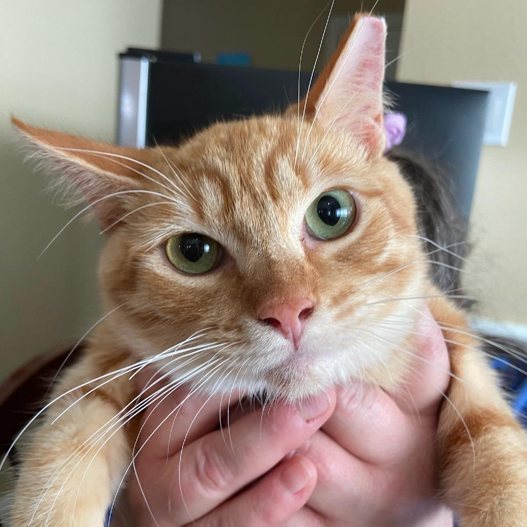 Enlarge Barry C007561, a Adoptable Domestic Short Hair in Prosper, TX image 2/2