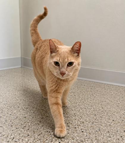 Fish, ADOPTABLE, Senior Male Domestic Short Hair.