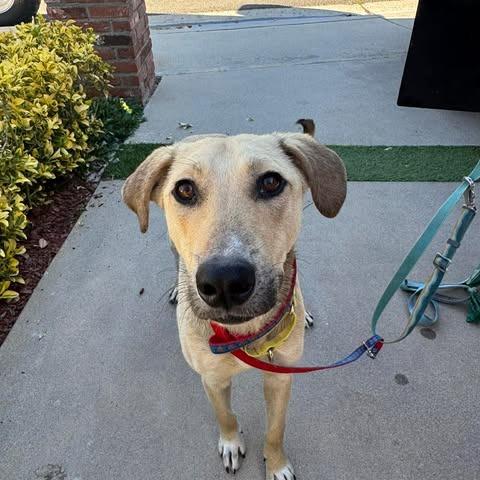 Enlarge Puerto, a Adoptable Mixed Breed in Bend, OR image 1/6