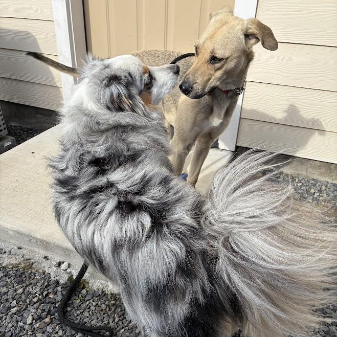 Enlarge Puerto, a Adoptable Mixed Breed in Bend, OR image 2/6