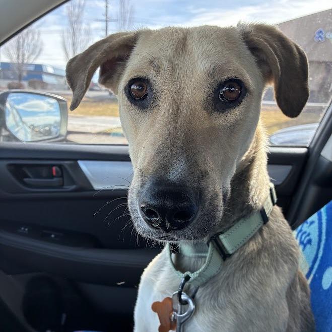 Enlarge Puerto, a Adoptable Mixed Breed in Bend, OR image 3/6