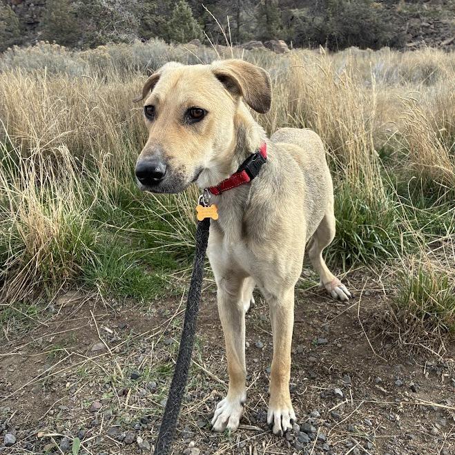 Enlarge Puerto, a Adoptable Mixed Breed in Bend, OR image 4/6