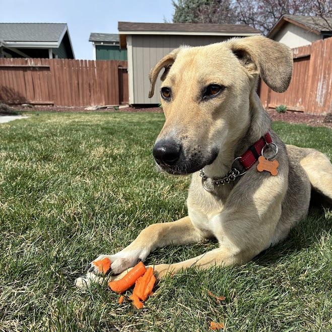 Enlarge Puerto, a Adoptable Mixed Breed in Bend, OR image 5/6