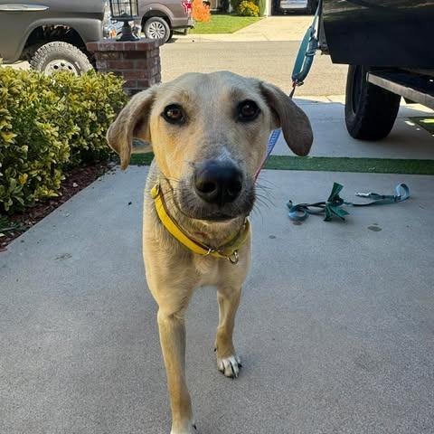 Enlarge Puerto, a Adoptable Mixed Breed in Bend, OR image 6/6