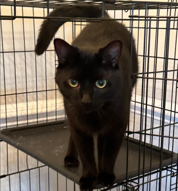 Enlarge Bennett, an adoptable mixed breed in Centerville, GA image 2/2