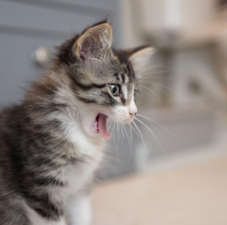 Enlarge Fun Bobby, an adopted Domestic Long Hair in Richardson, TX image 3/4