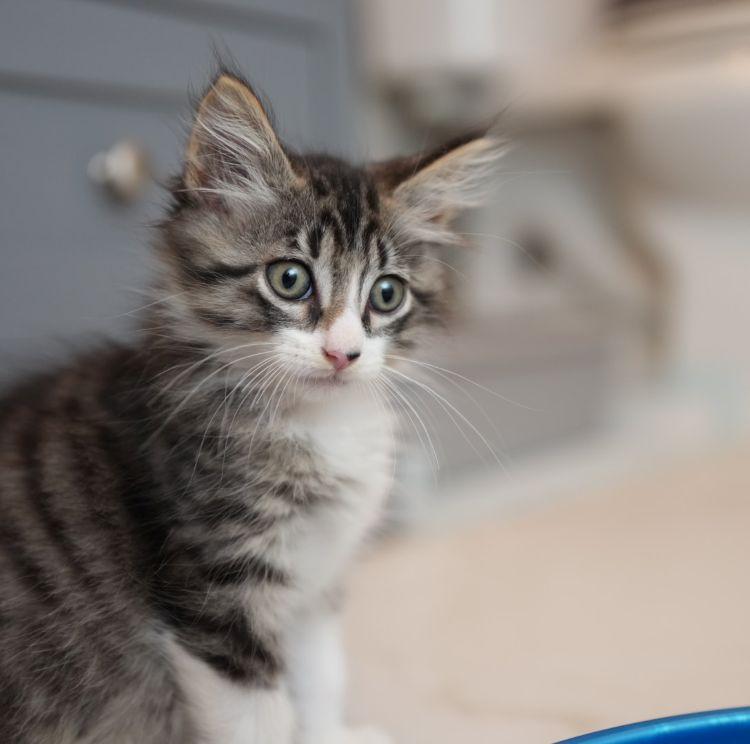 Enlarge Fun Bobby, an adopted Domestic Long Hair in Richardson, TX image 4/4