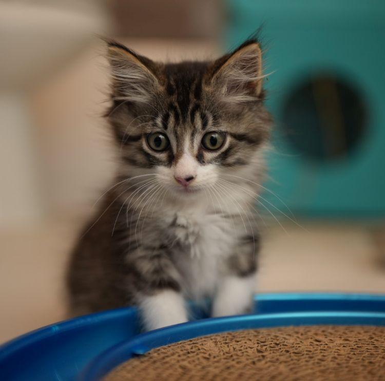 Fun Bobby, adopted, Kitten Male Domestic Long Hair.