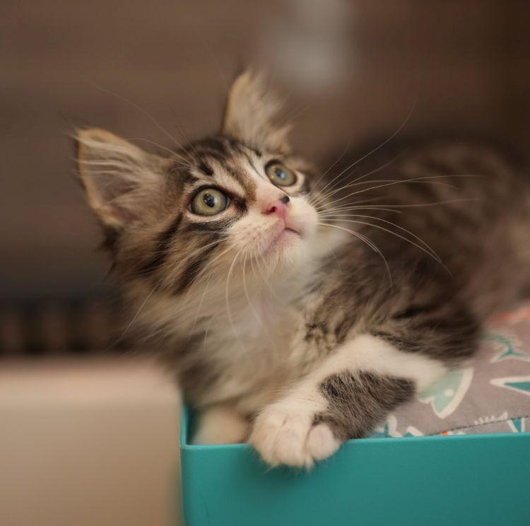 Enlarge Fun Bobby, an adopted Domestic Long Hair in Richardson, TX image 2/4