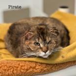 Pirate, an adoptable Domestic Short Hair in Portsmouth, OH_image-1