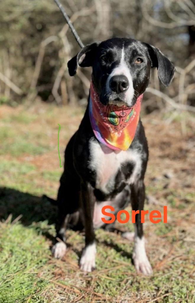 Enlarge Sorrel, a Adoptable mixed breed in Ellijay, GA image 1/1