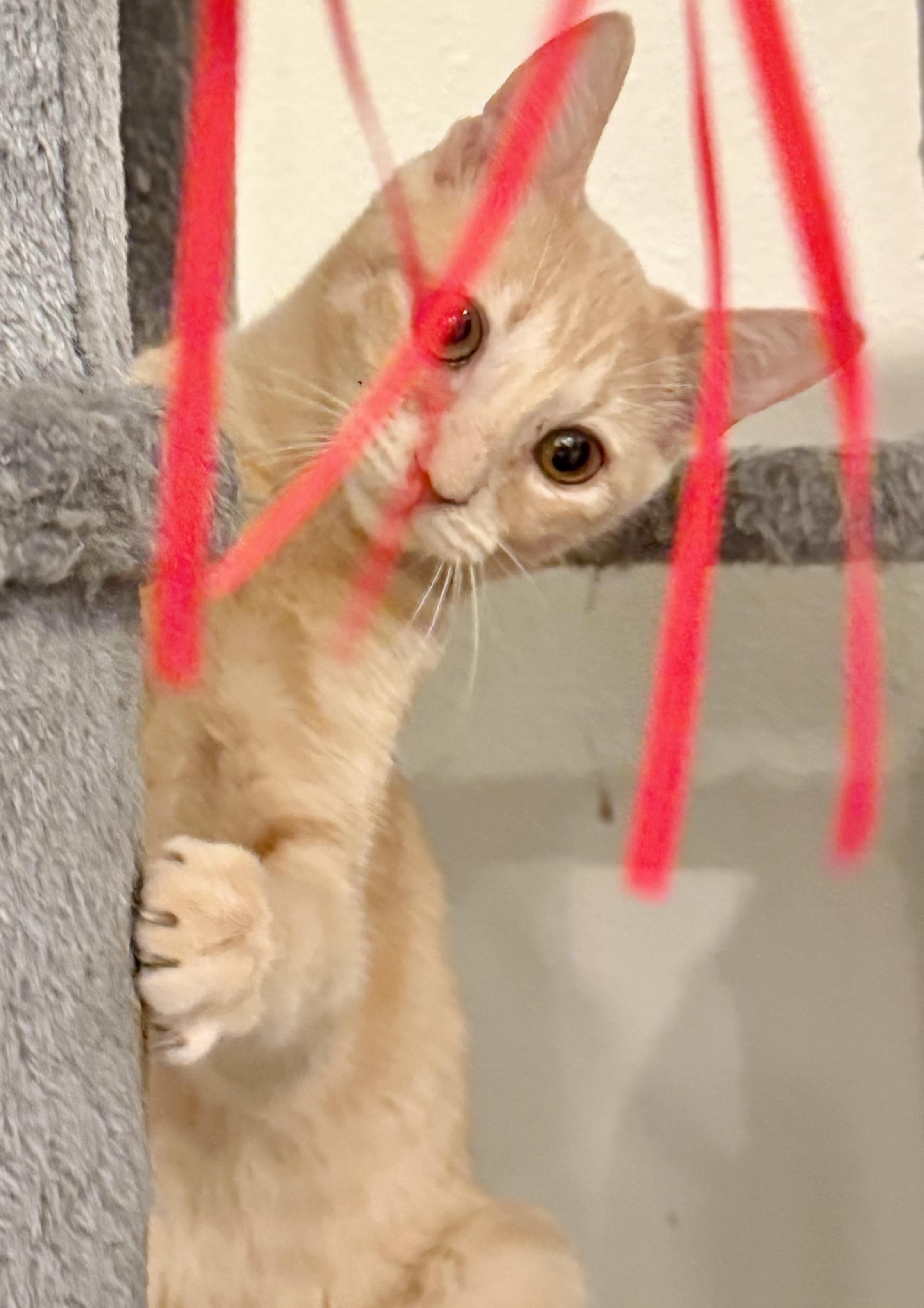 Enlarge Mac (aka Curly Q French fry), a Adoptable Domestic Short Hair in Houston, TX image 6/6