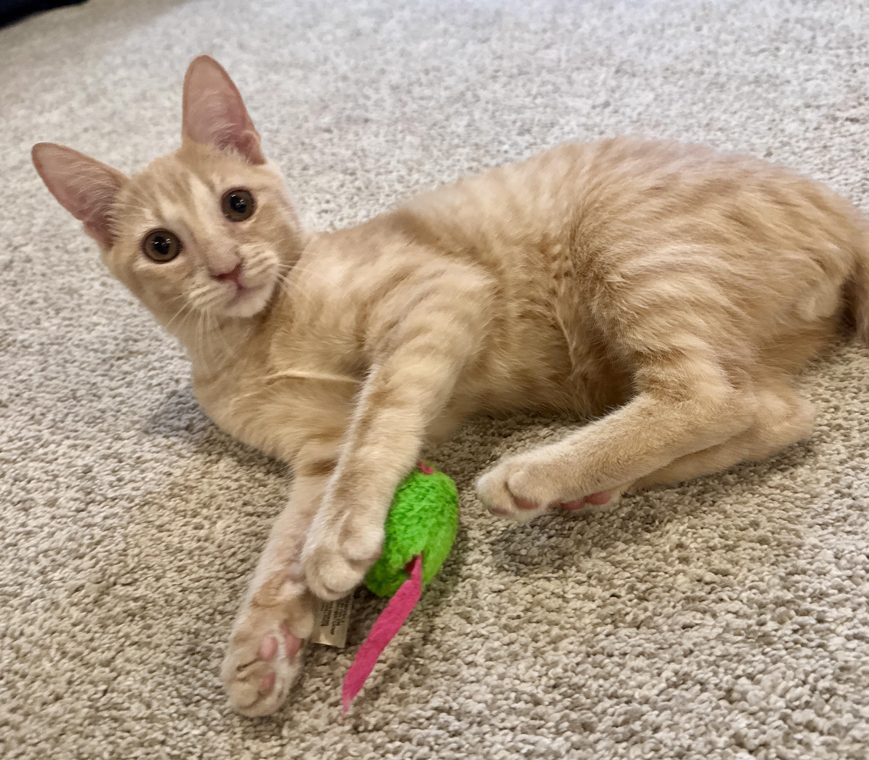Enlarge Mac (aka Curly Q French fry), a Adoptable Domestic Short Hair in Houston, TX image 3/6