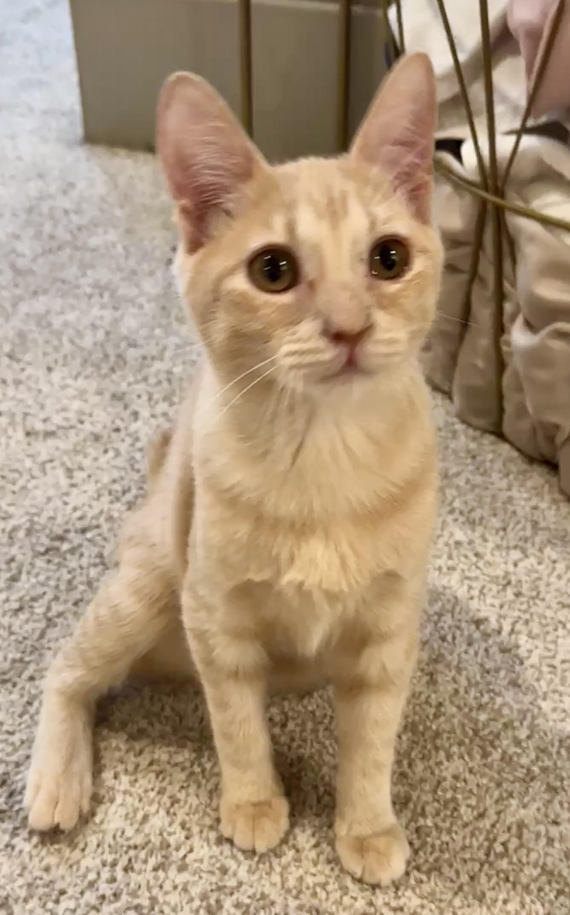 Enlarge Mac (aka Curly Q French fry), a Adoptable Domestic Short Hair in Houston, TX image 5/6