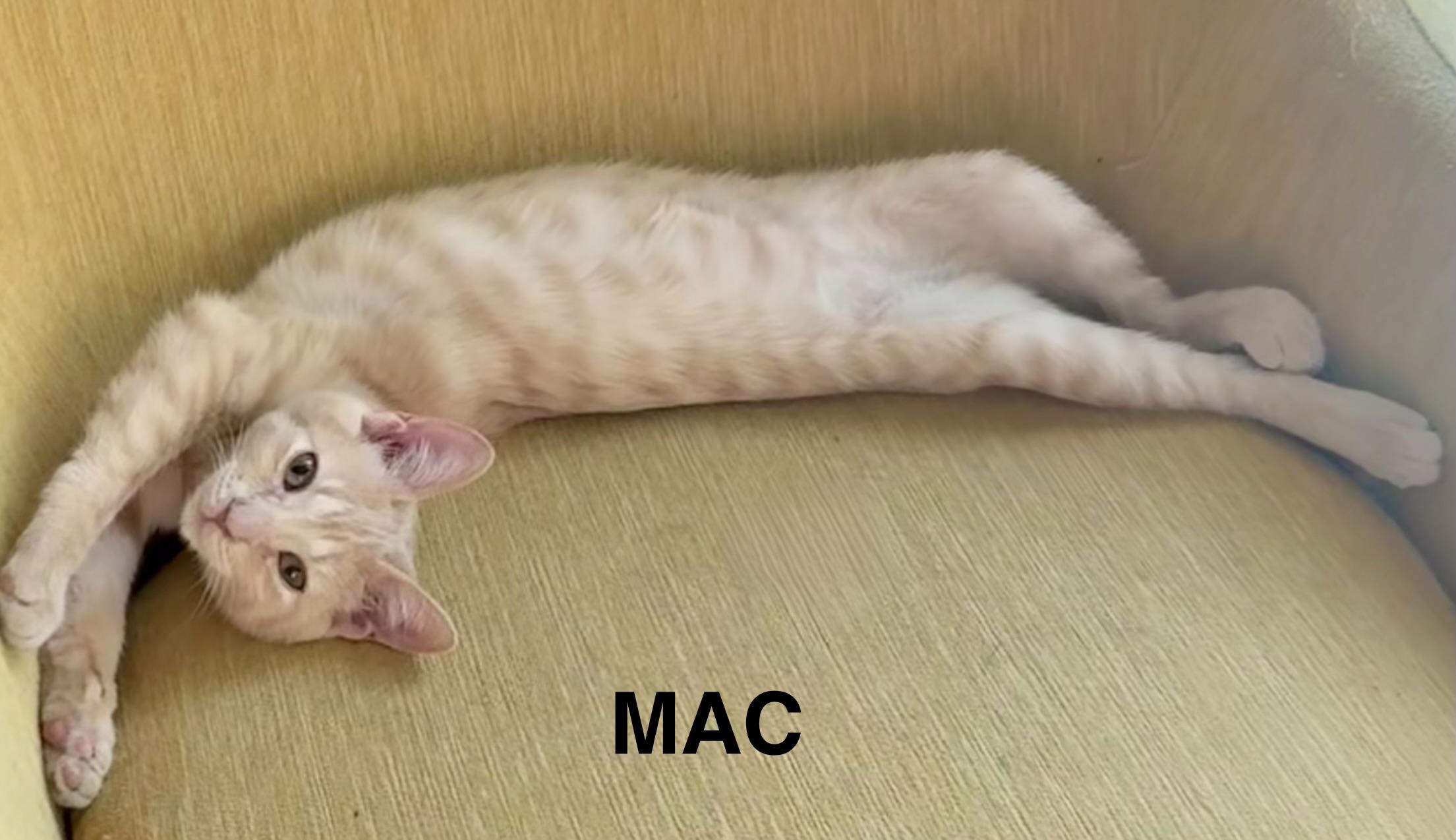 Mac (aka Curly Q French fry), Adoptable, Kitten Male Domestic Short Hair.