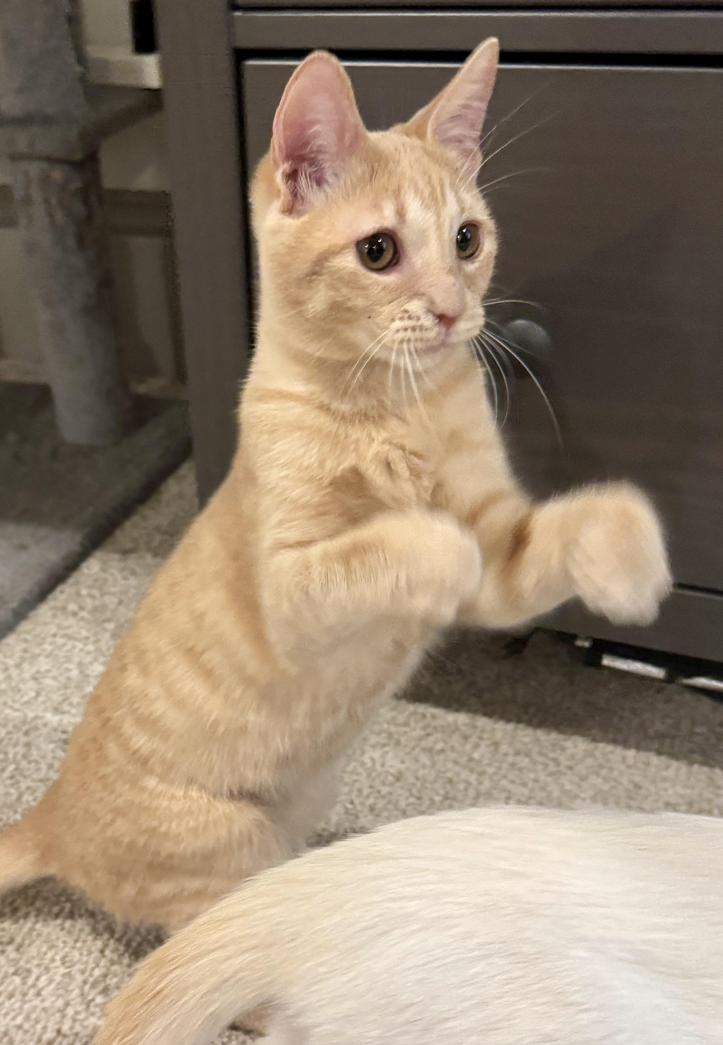 Enlarge Mac (aka Curly Q French fry), a Adoptable Domestic Short Hair in Houston, TX image 4/6