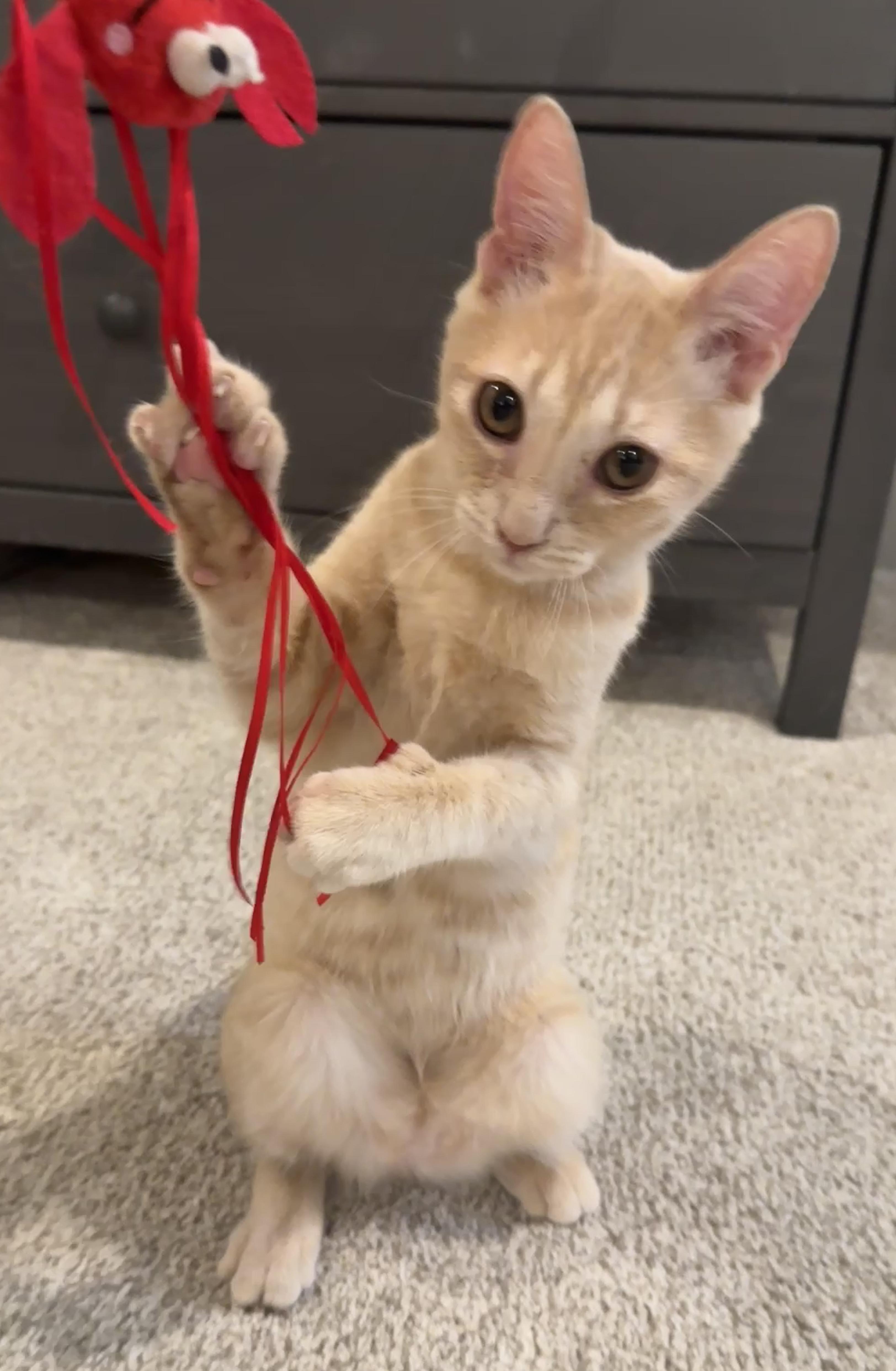 Enlarge Mac (aka Curly Q French fry), a Adoptable Domestic Short Hair in Houston, TX image 2/6