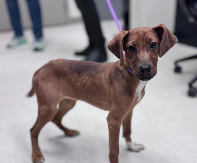 Enlarge Rocky Road, a Adoptable mixed breed in Partlow, VA image 1/2