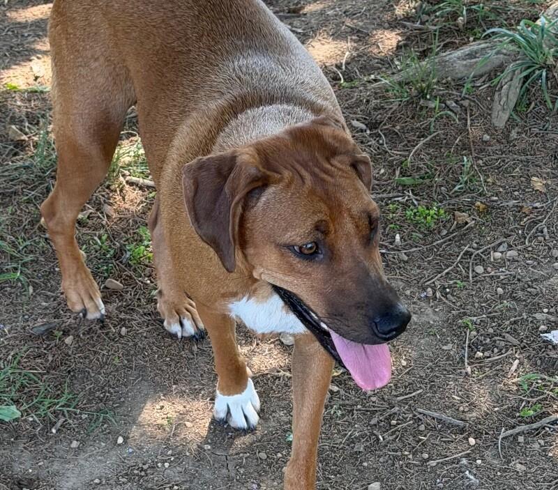 Enlarge Rocky Road, a Adoptable mixed breed in Partlow, VA image 2/5