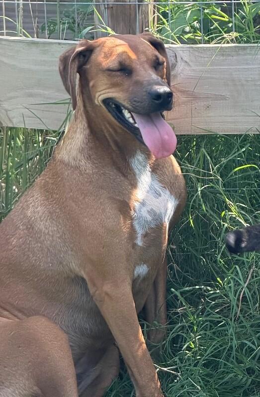 Enlarge Rocky Road, a Adoptable mixed breed in Partlow, VA image 3/5