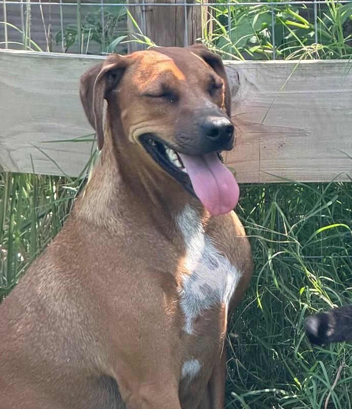 Enlarge Rocky Road, a Adoptable mixed breed in Partlow, VA image 4/5
