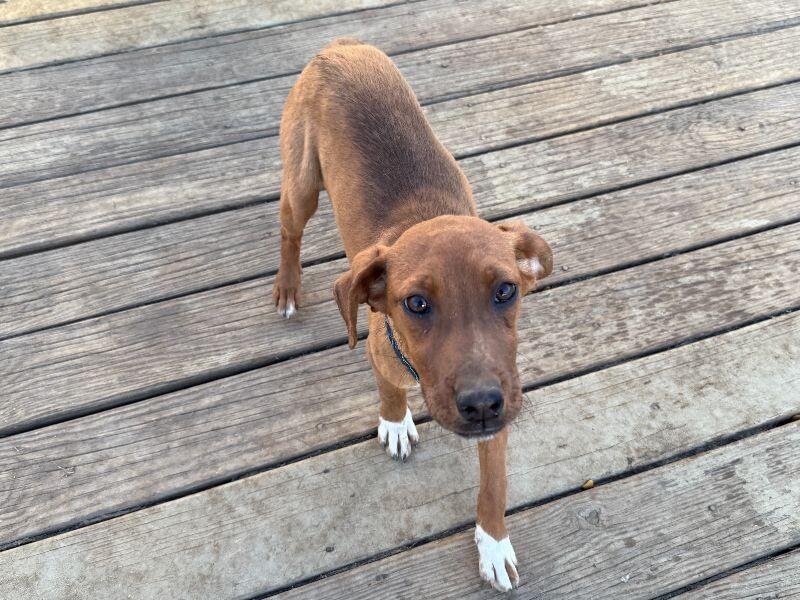 Enlarge Rocky Road, a Adoptable mixed breed in Partlow, VA image 2/2