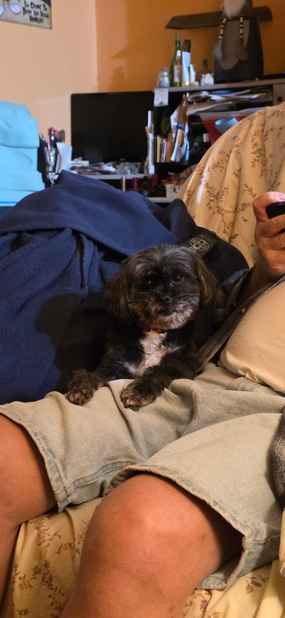 Happy, a ADOPTABLE mixed breed in Candler, NC image 2/3