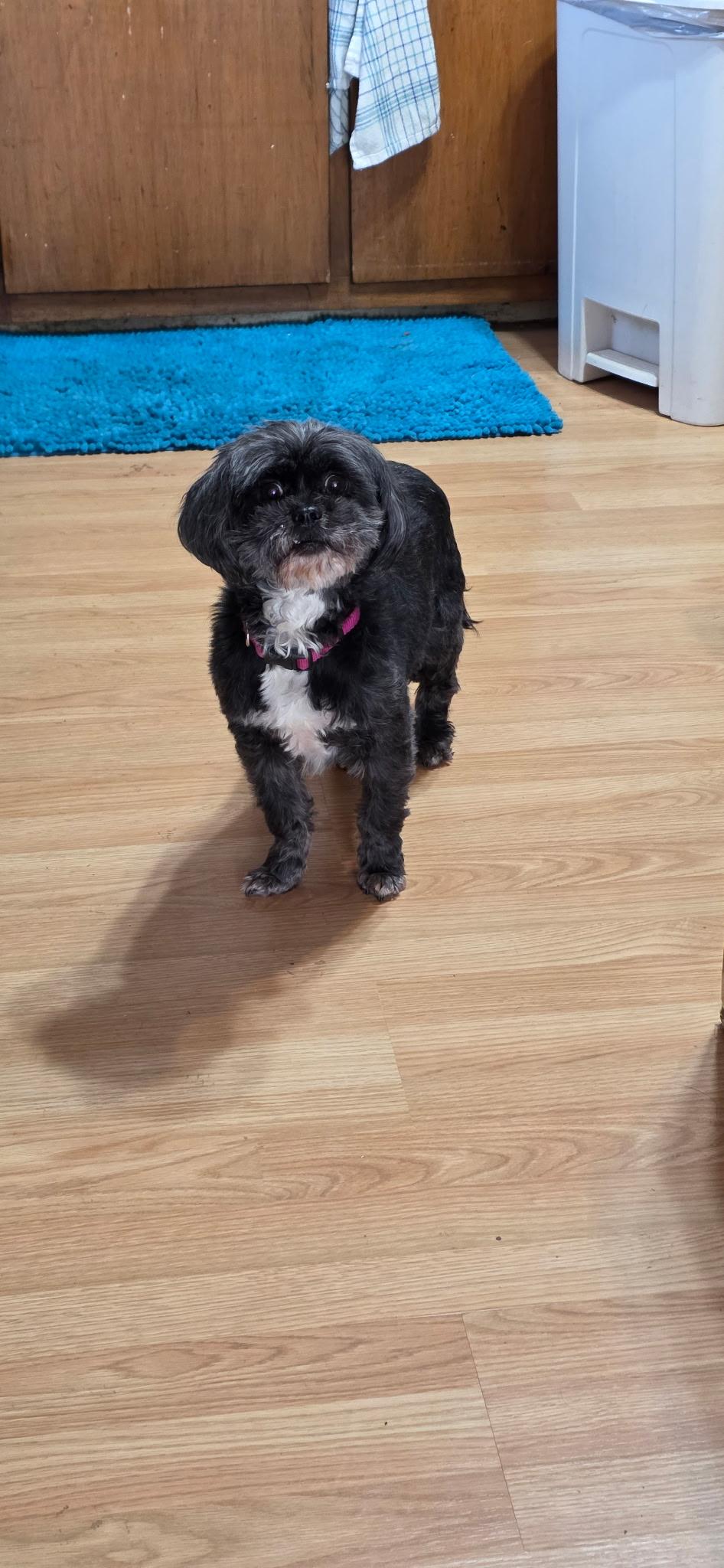 Happy, ADOPTABLE, Adult Female Shih Tzu & Poodle.